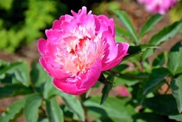 Bunnell Garden Pionese